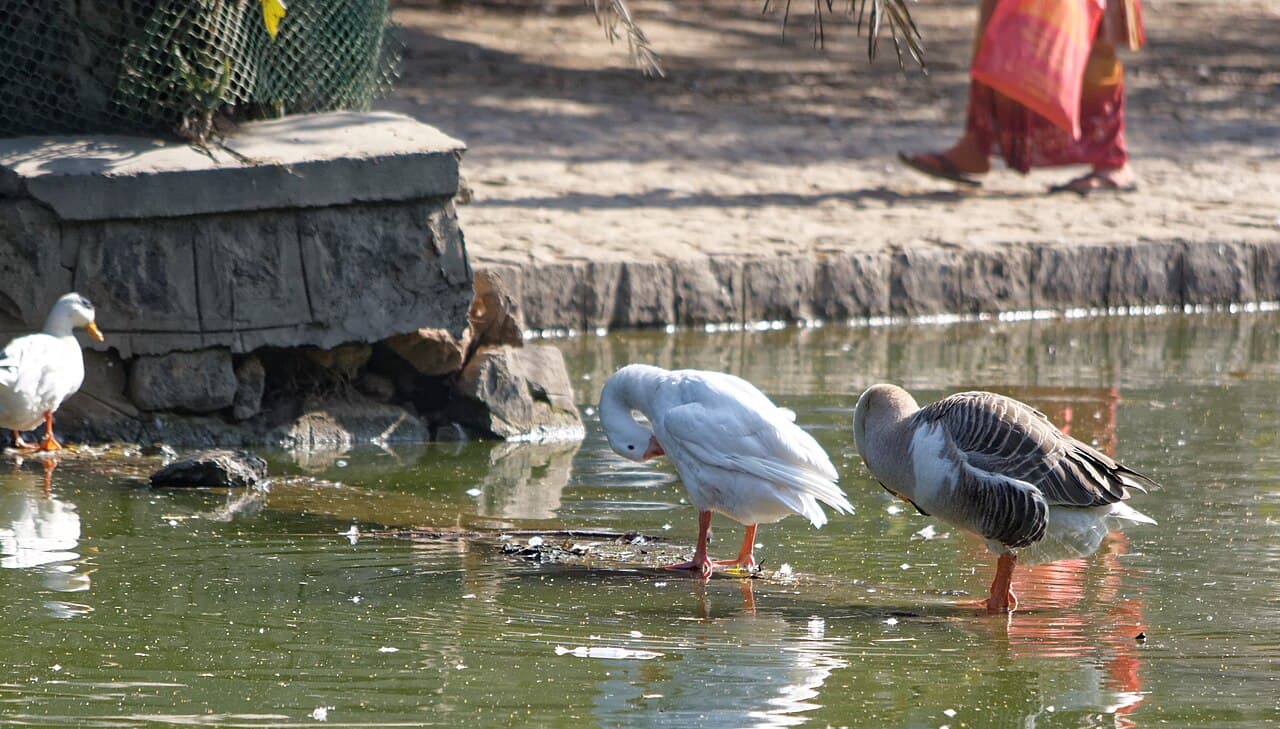 Lodhi Gardens in National Capital Territory of Delhi, India